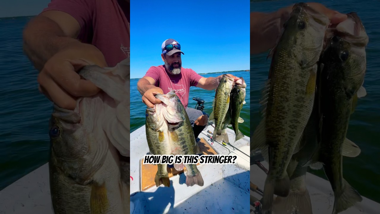 Один из моих лучших дней ловли окуня на озере Конро! 🫡😵 #bassfishing #basslures #3and1fishingtackle