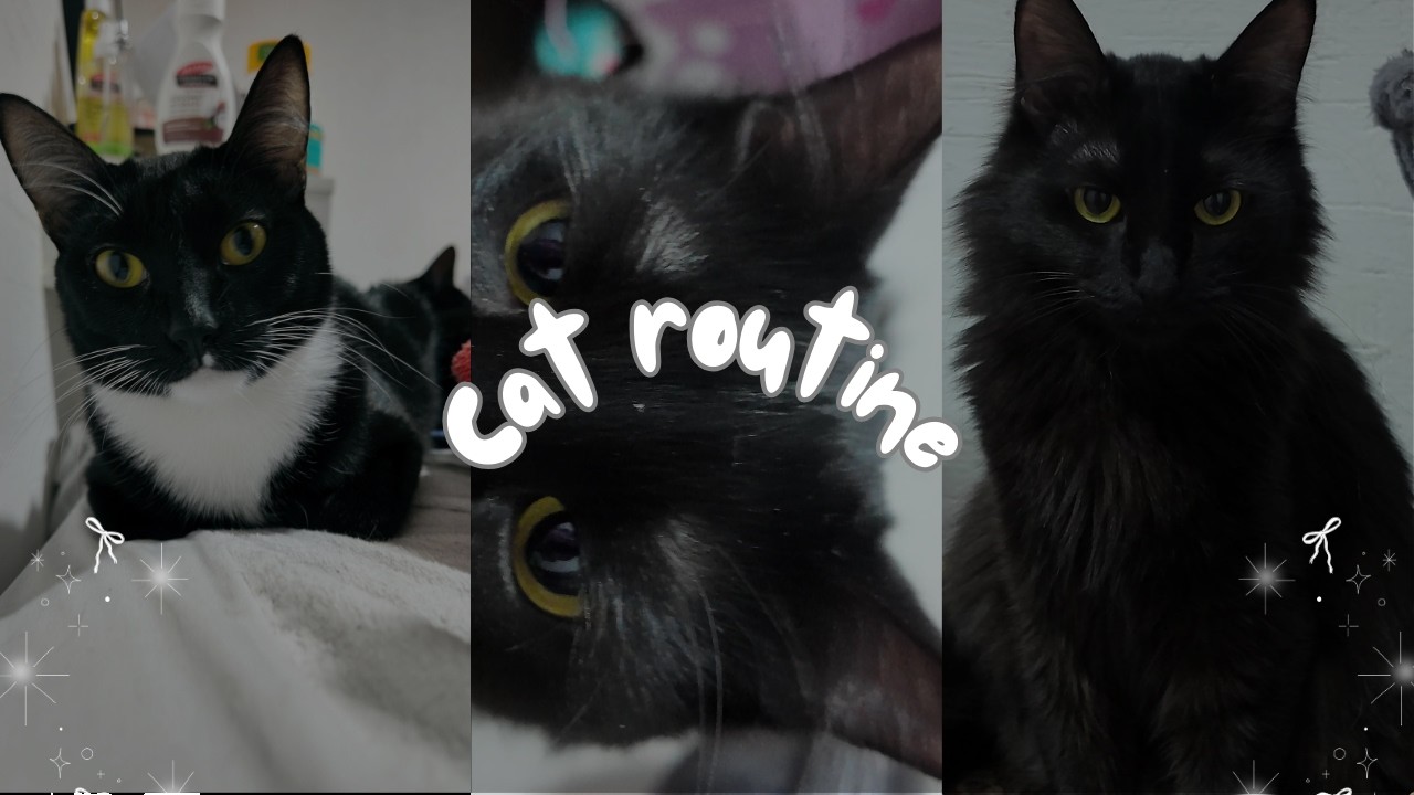 ¿COMO ES VIVIR CON 5 GATOS? Mini rutina de noche