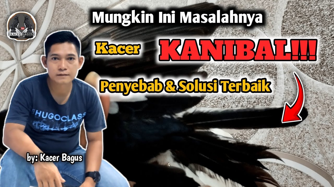 Pahami Baru Solusi Mengatasi Kacer Kanibal || Agar  Kacer Gacor Bongkar Materi Buka Ekor On Konslet