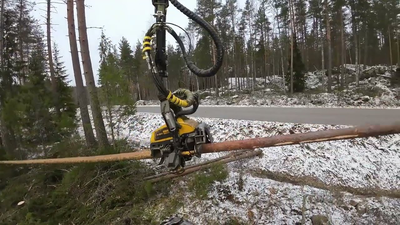 Järeetä harvennusta asfalttitien varressa Beaverillä
