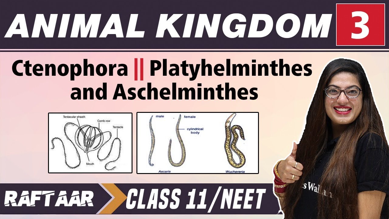 Animal Kingdom 03 || Ctenophora II Platyhelminthes and Aschelminthes || Class 11/NEET | RAFTAAR