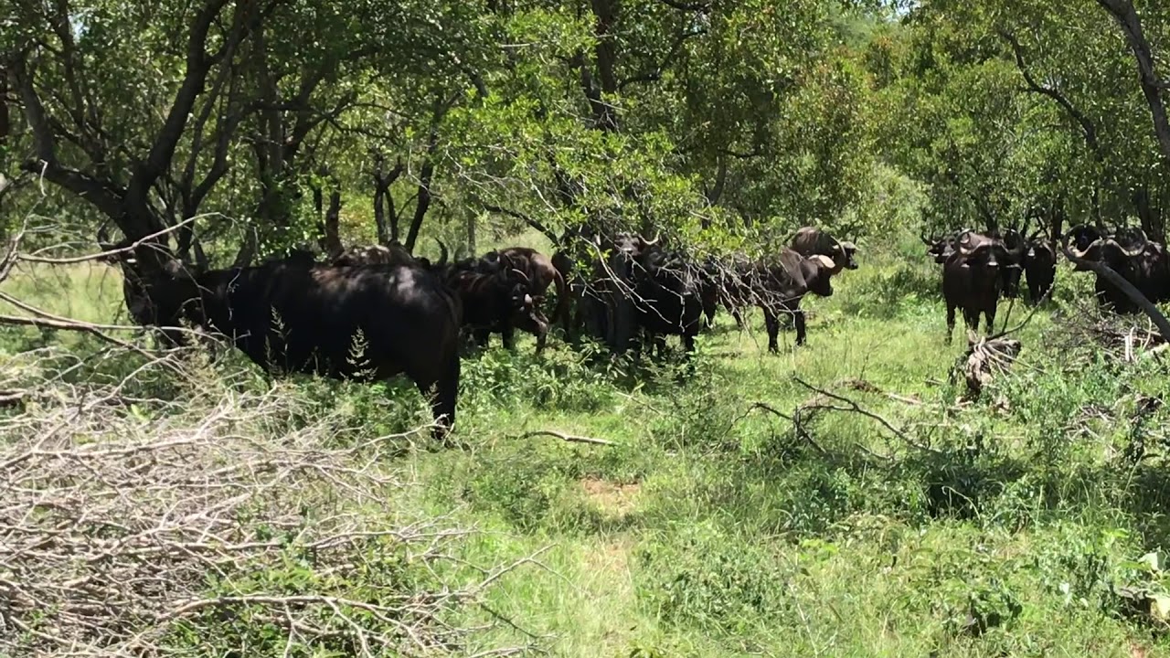 Awesome 2 900 Ha Game Farm in Thabazimbi region