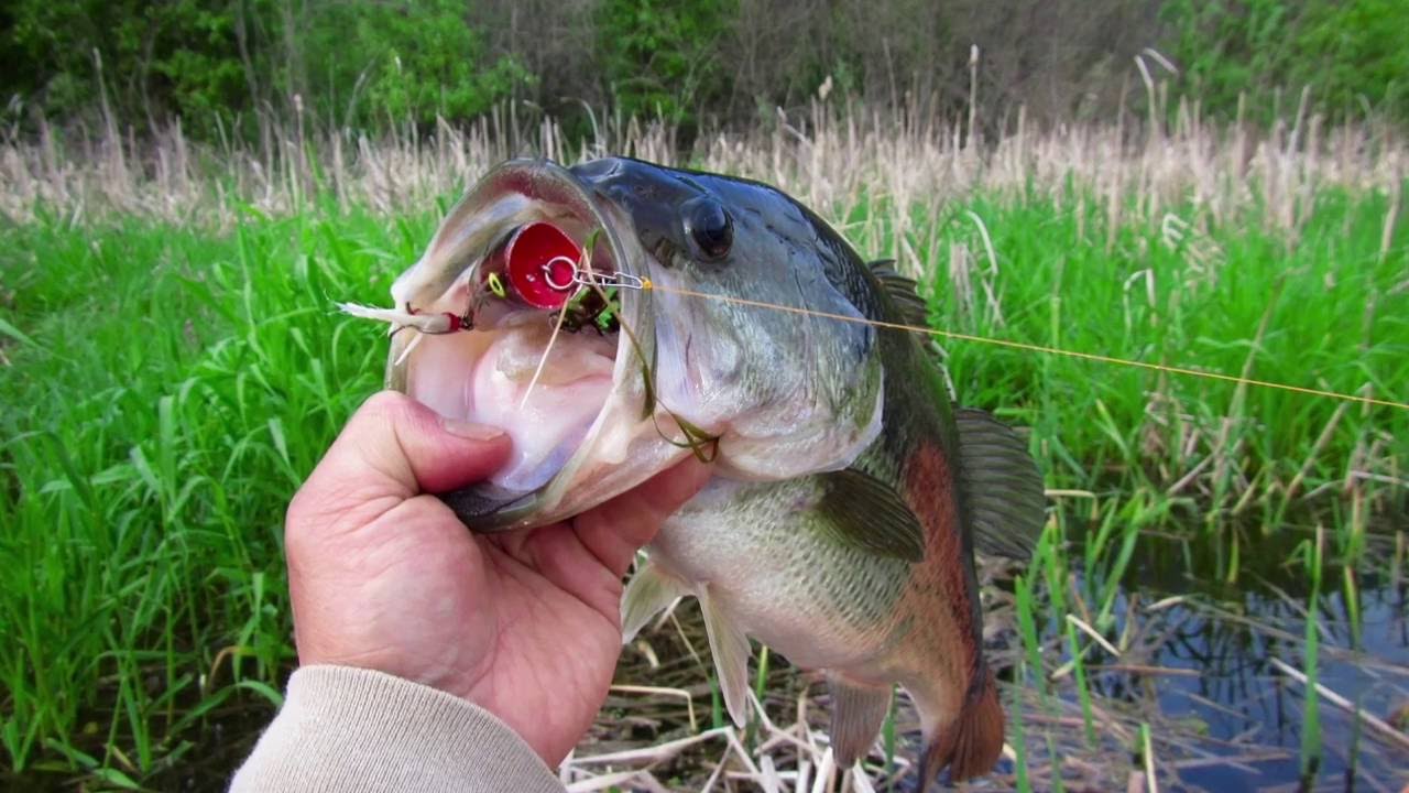 Rebel Magnum POP R Pre-Spawn Bass Fishing