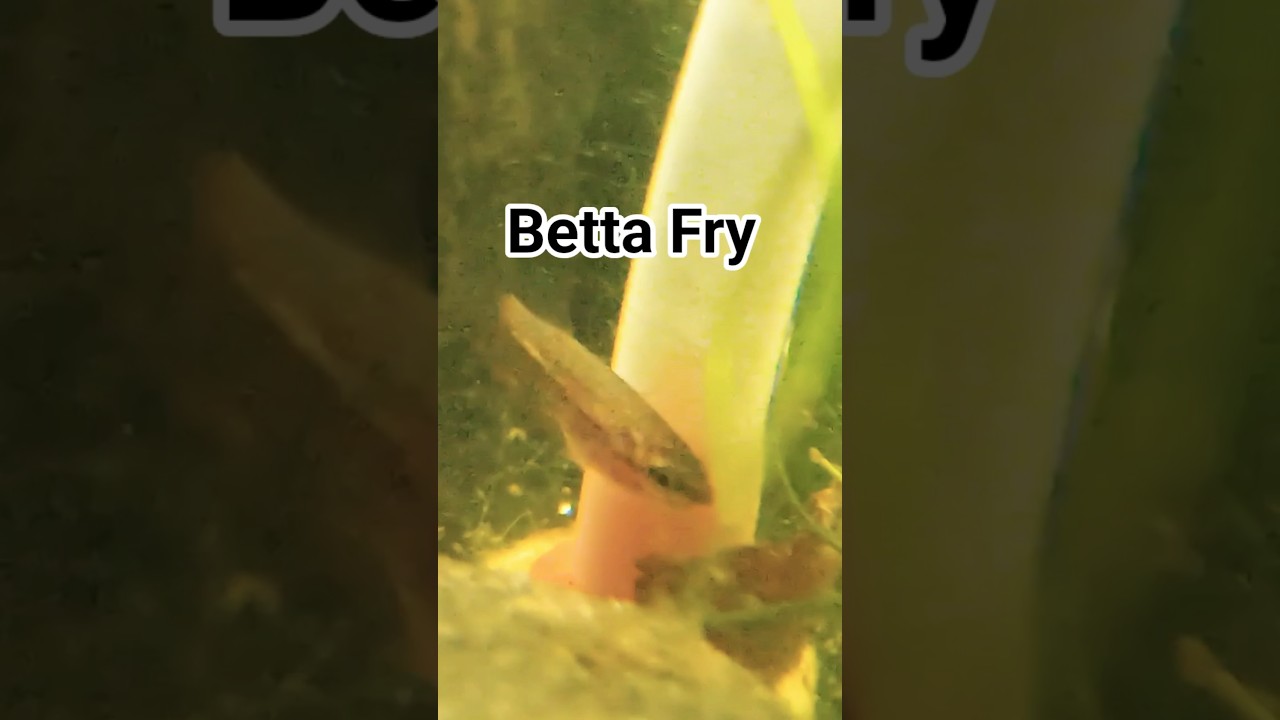 Juvenile Betta Fish #bettafish #bettabreeder #bettabreeding #aquarium #bettafry