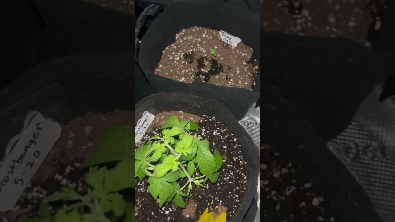 Using TSL-2000 light#trending #shorts #viral #marshydro #review #foryou #fyp #shortsfeed #weed #fy