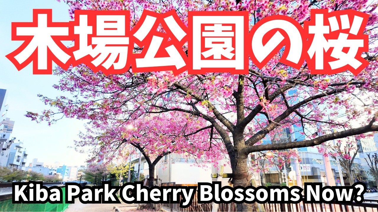 【速報】🌸木場公園の大横川桜並木｜桜はもう終わり？現在の様子 Kiba Park Oyokogawa Cherry Blossoms Now