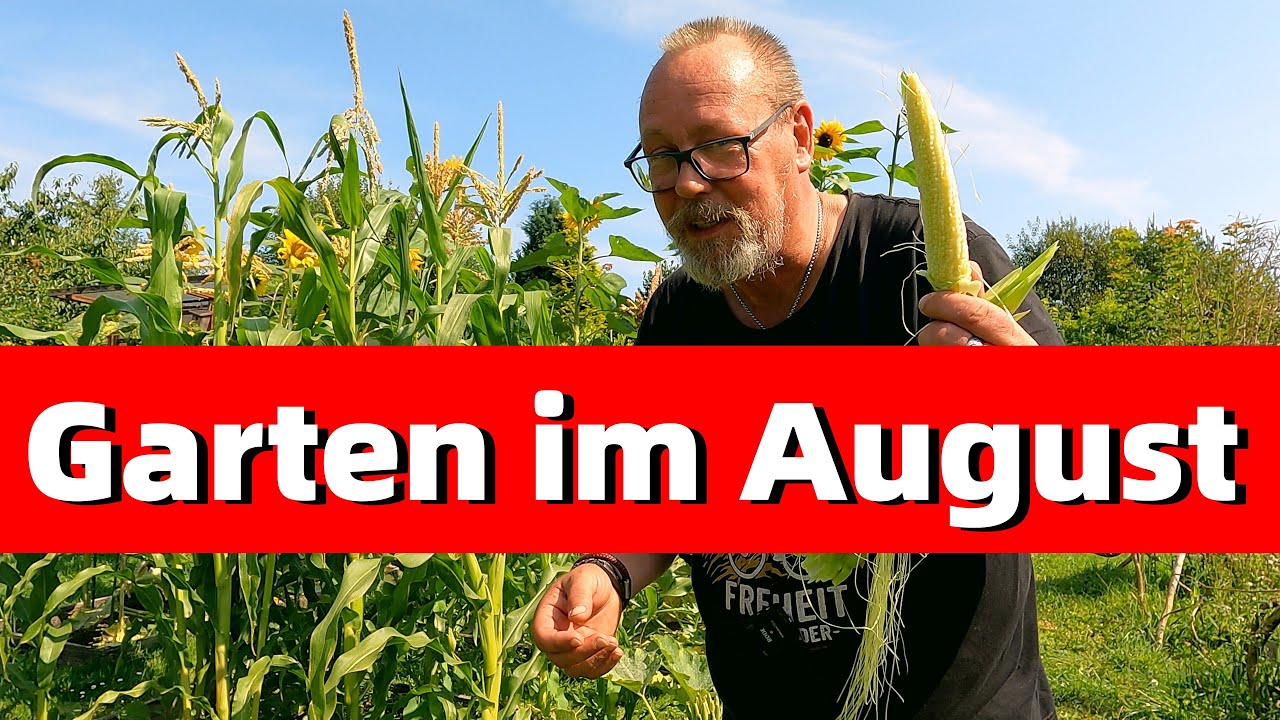 Garten im August / von Kohl, Mais, Saatgut, leckerem Salat zum Grillen. und einer Zeitreise