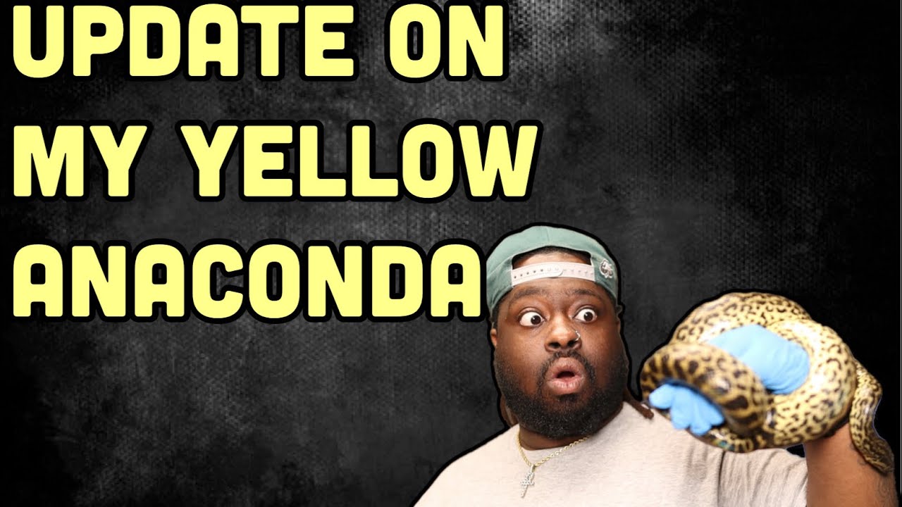 UPDATE ON MY YELLOW ANACONDA | HANDLING SESSION