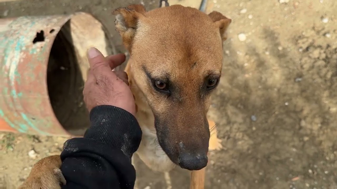 Finally I Rescued the Last Dog that was Chained Up in that Place ❤️ - Takis Shelter