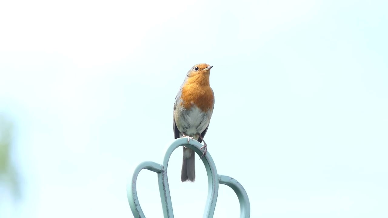 Roodborstje roept uitgevlogen jongen