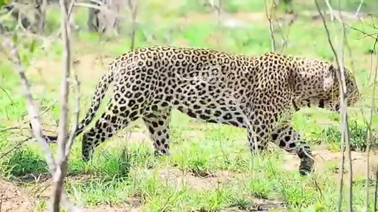 Largest Leopard male seen in Kruger
