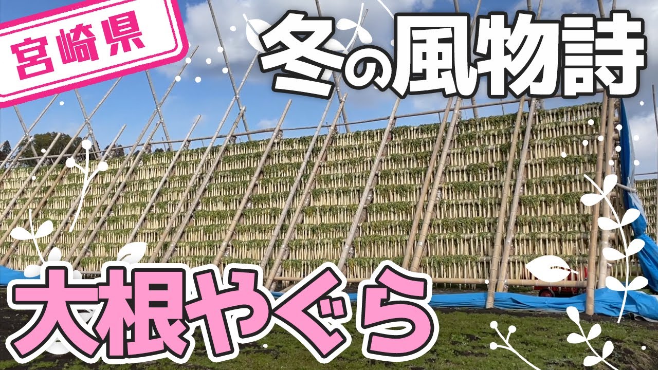 【宮崎県】【風物詩】冬の期間だけ見れる圧巻の「大根やぐら」