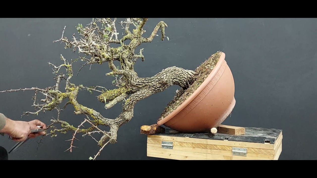 Bonsai Crataegus #8, stage #1. hawthorn bonsai. How to make Bonsai.