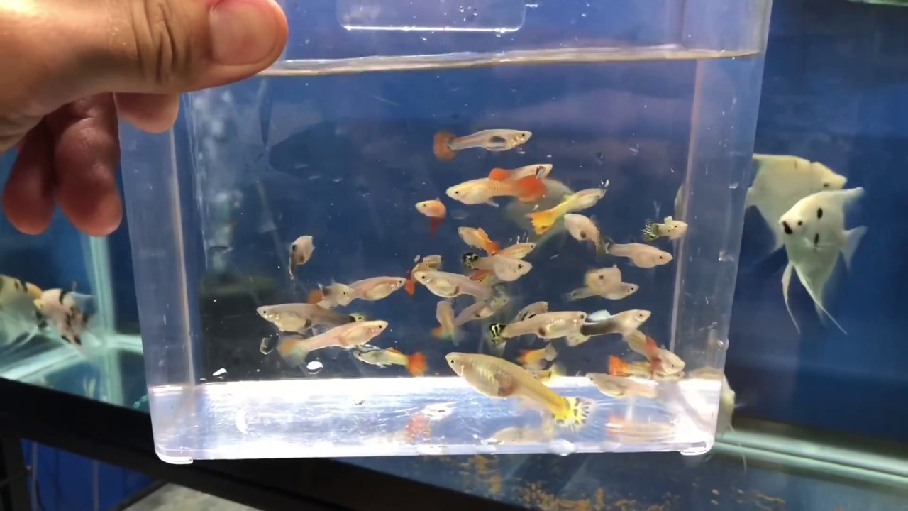 Selling Guppies AND How to Bag Your Fish