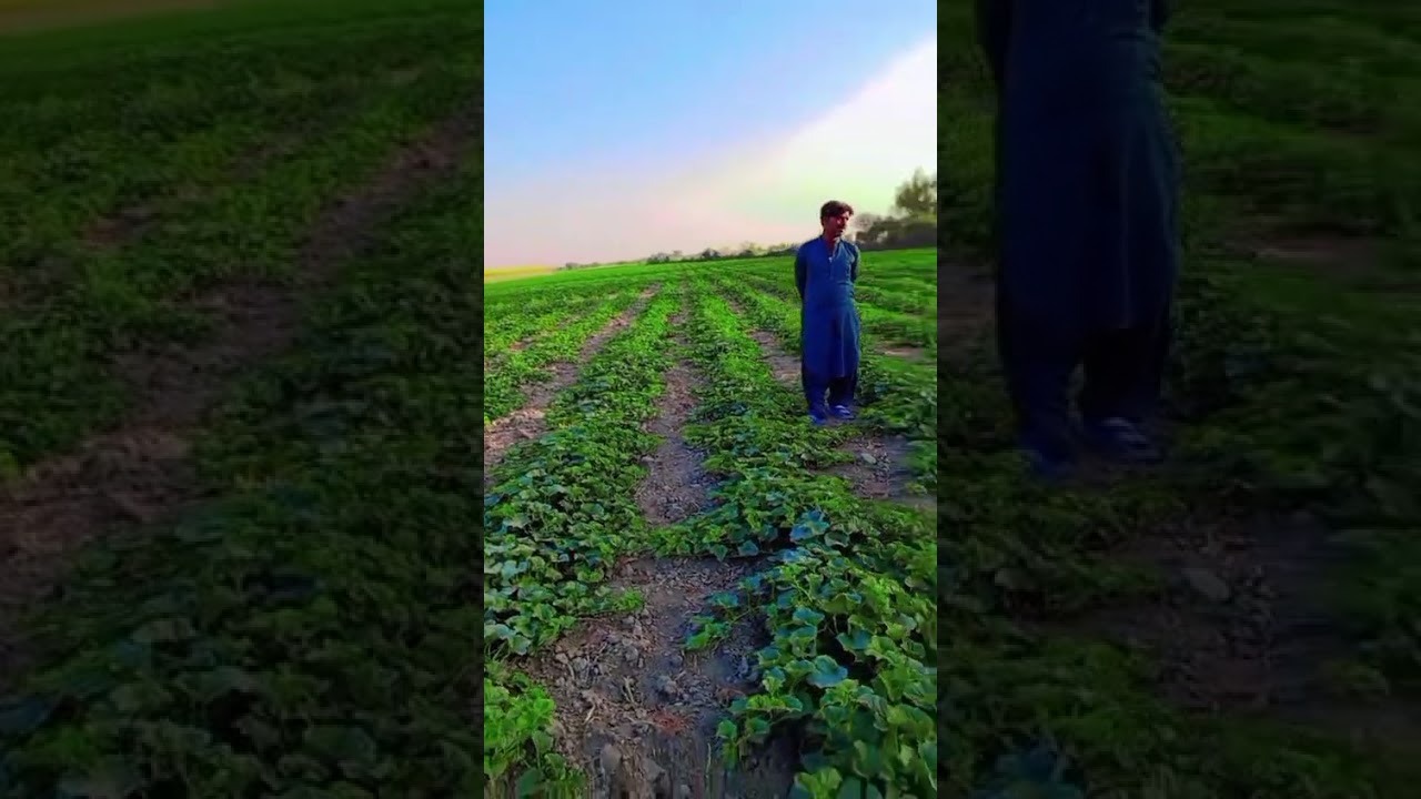 ذیشان خربوزہ فارم ماتلی بدین سندھ 