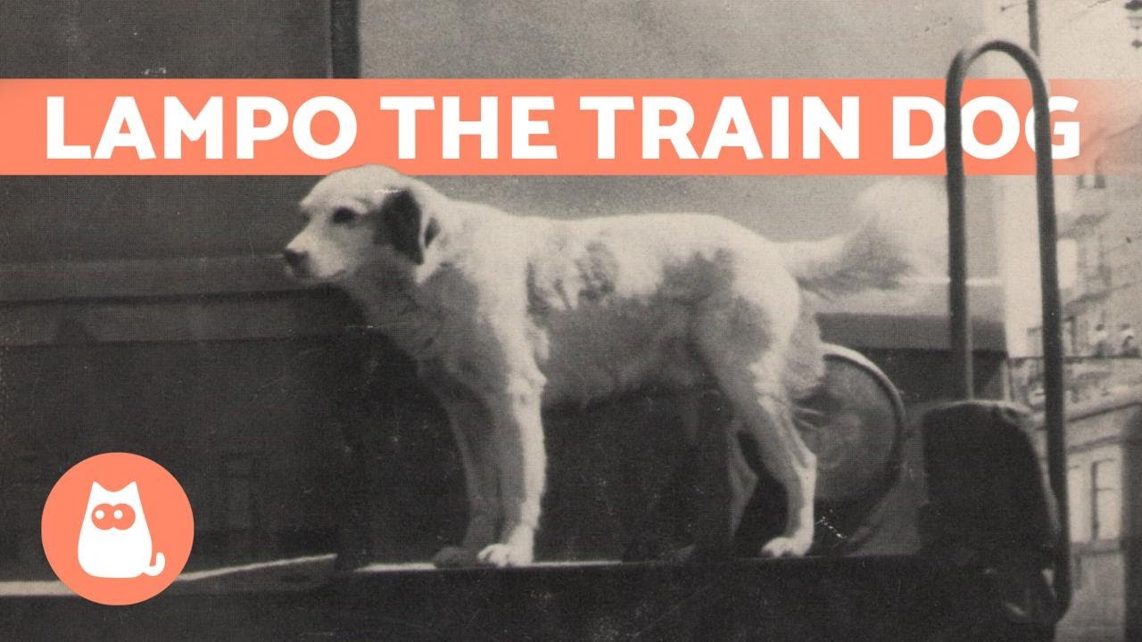 LAMPO - The Rail Traveling Dog 🐶🚂