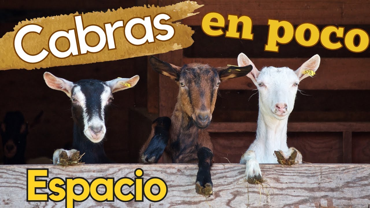 Así funciona el Aprisco y sus cabras en la Pequeña Granja de Mamá Lulú