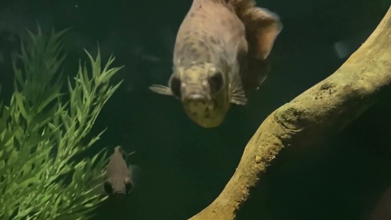 Bronx Zoo Aquarium
