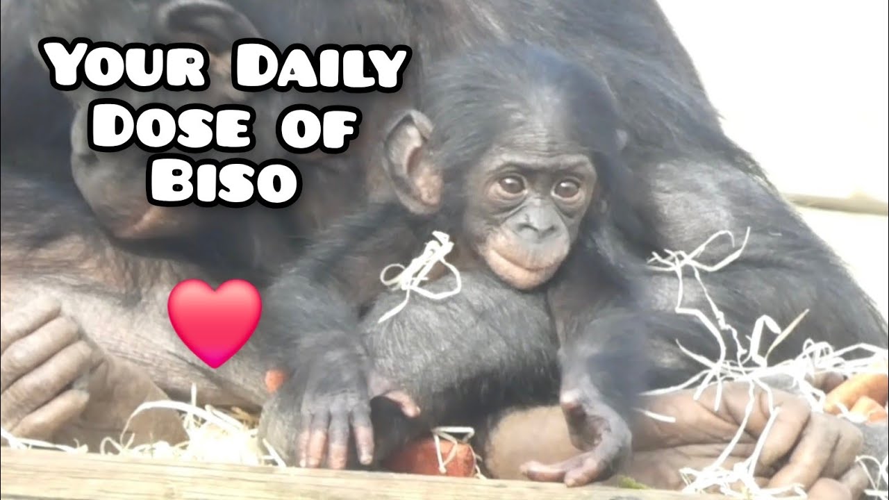 Bonobo Biso rearranging stuff