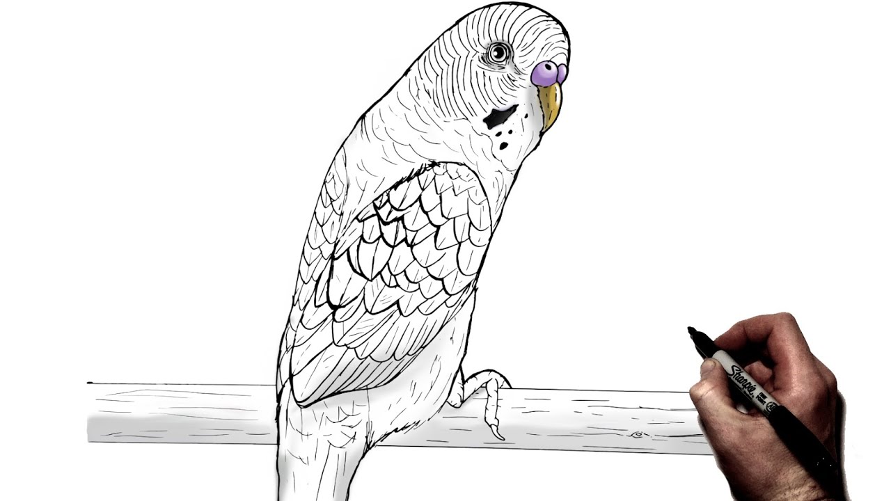 How To Draw a Budgie | Step By Step