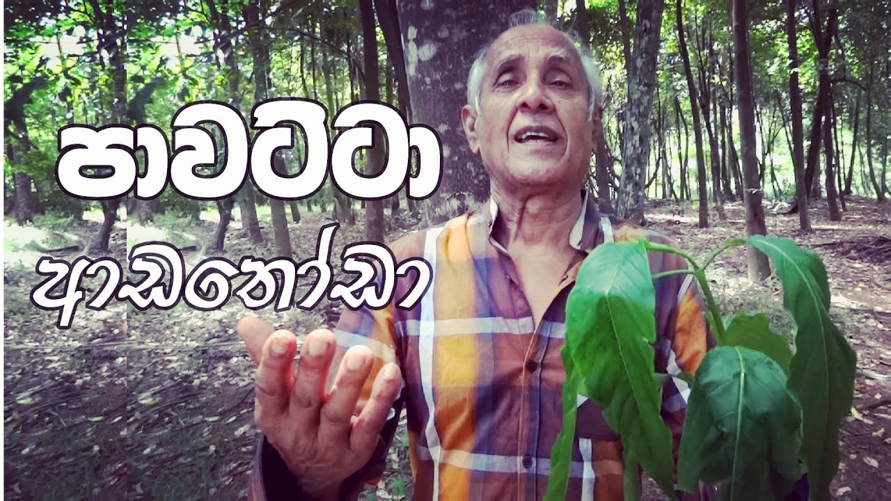 පාවට්ටා /ආඩතෝඩා/අගල්ආධාර. Medicinal value of Pavatta