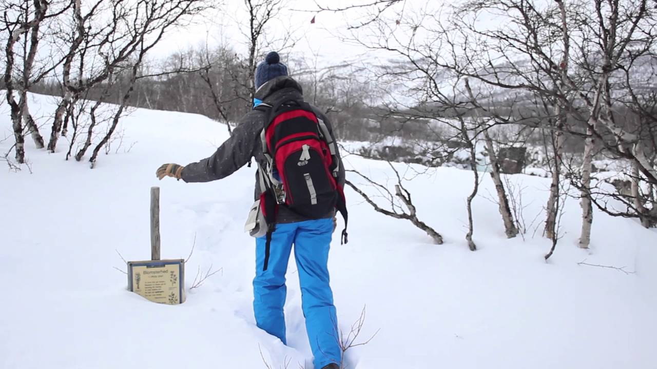 Lap'dream : Abisko en Laponie suédoise