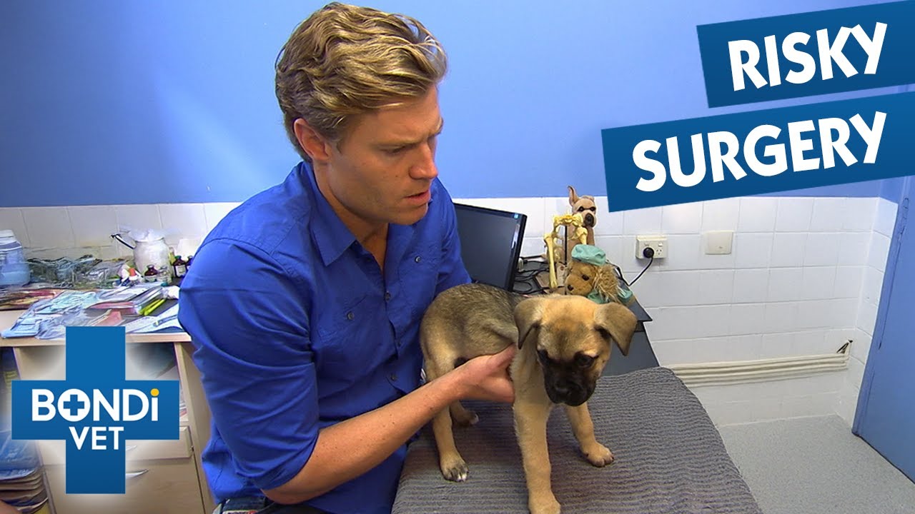 Open-Heart Surgery As Last Chance To Save Puppy | Full Episodes | Bondi Vet