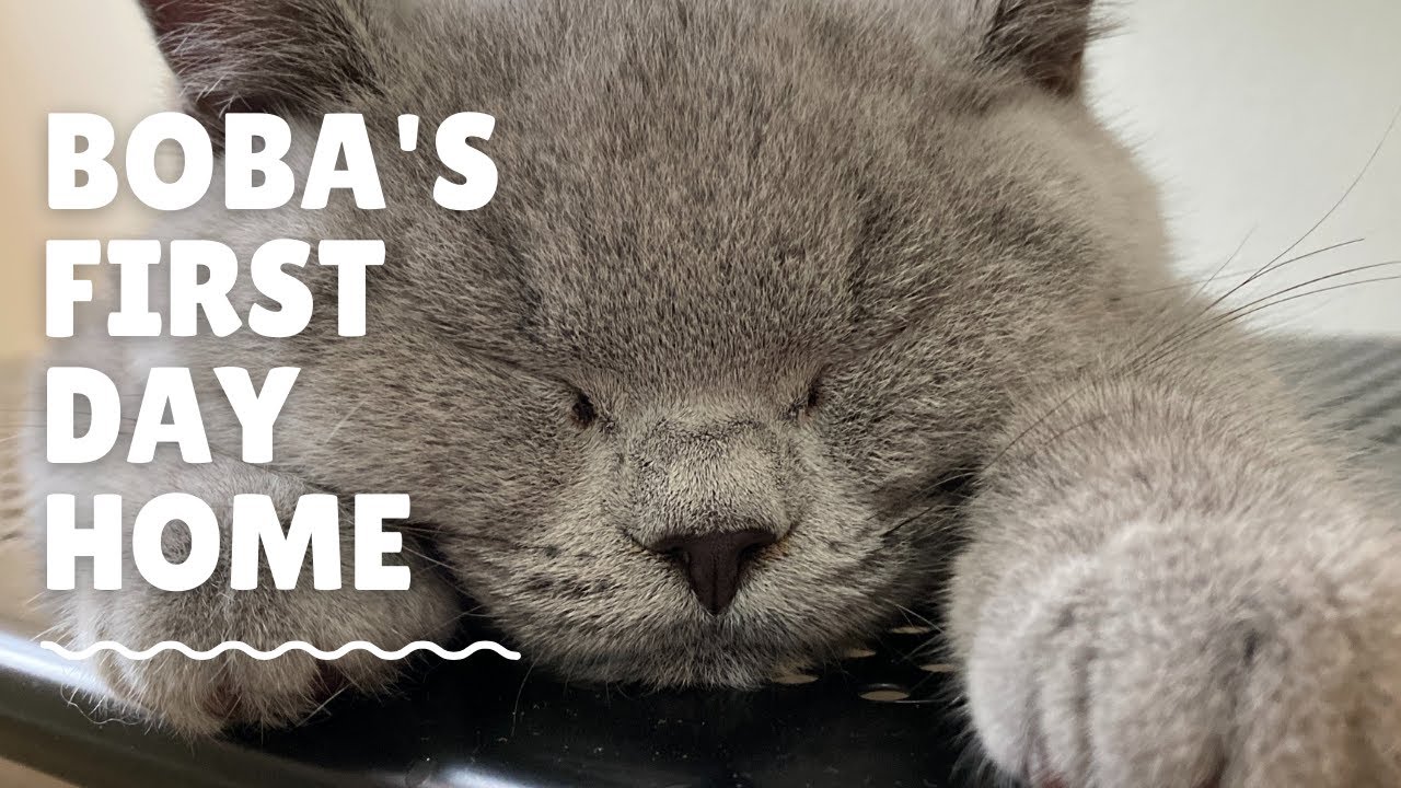Boba our British Shorthair Kitten's First day Home
