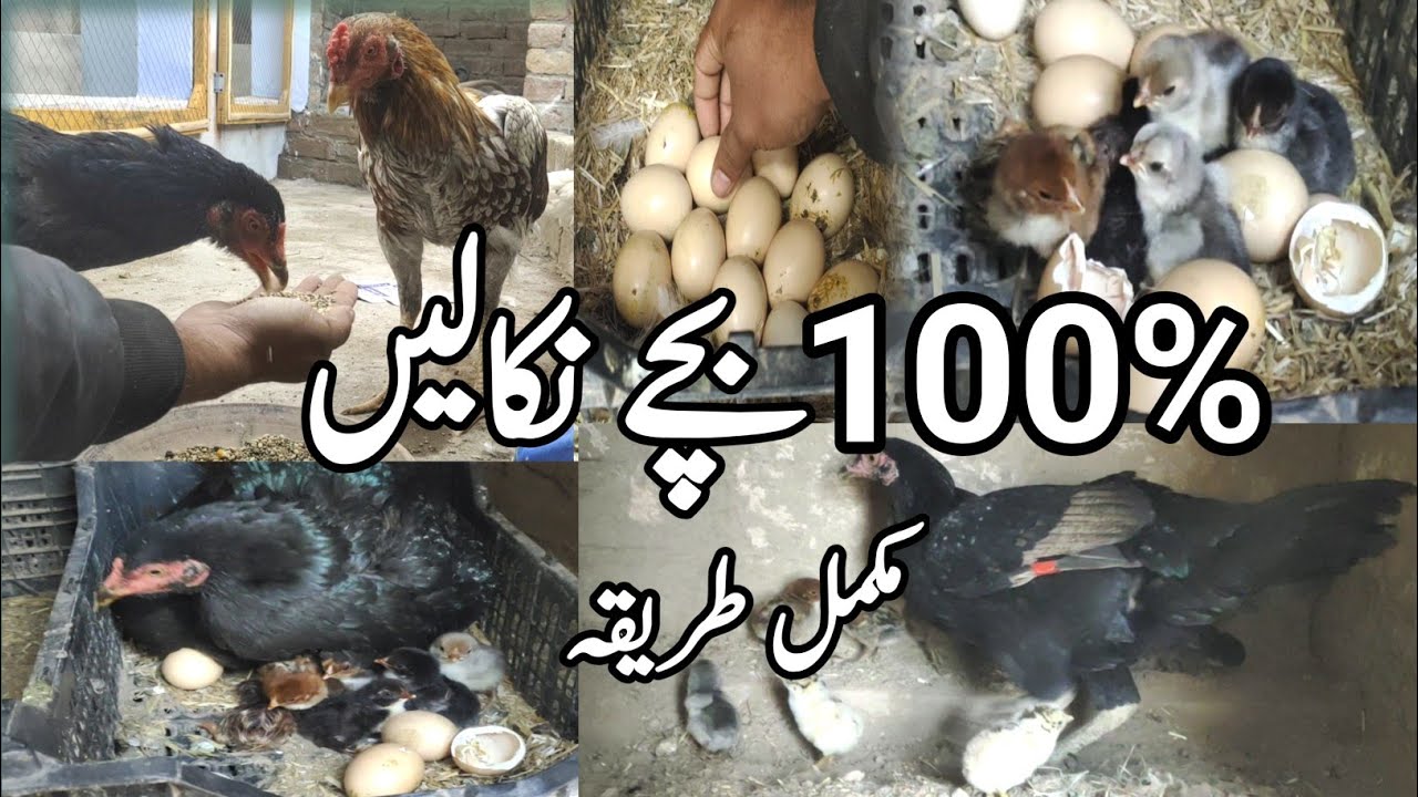 murgi k ando sy bachy kaisy nikalain 😎|Hen chicken | egg hatching | hen chicken