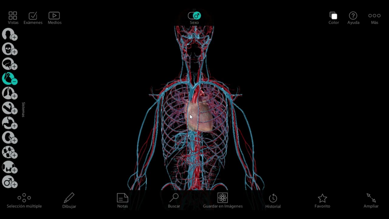 Anatomía y Fisiología Cardiaca!-Resumen