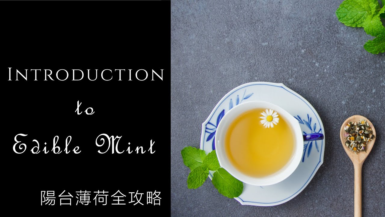 可以吃的觀葉植物 | 薄荷全攻略 | 照顧、修剪、繁殖、泡茶 | 可食用薄荷介紹 | Introduction to edible mint