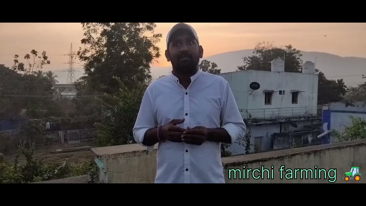 ఈరోజు వరంగల్ మార్కెట్ మిర్చి రేట్లు వివరాలు.. కొత్తగా వచ్చిన మిర్చి బస్తాలు.. mirchi farming Telugu