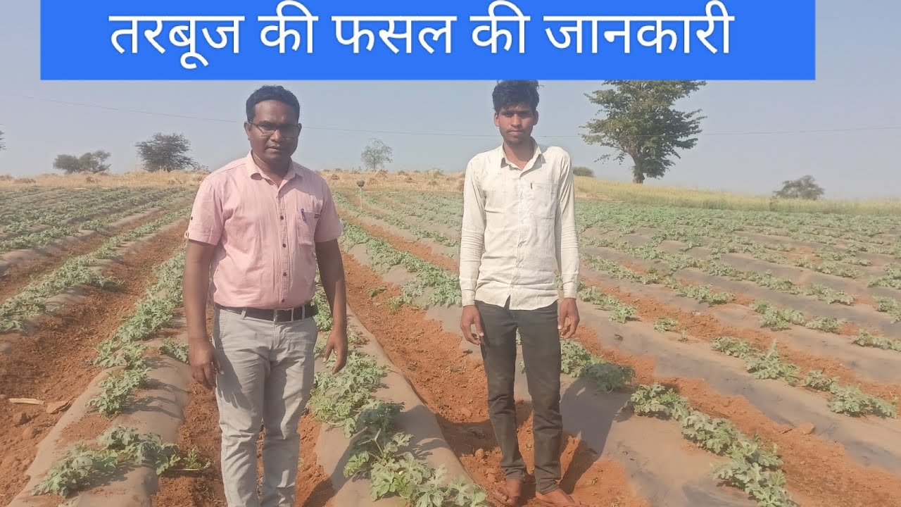 तरबूज फसल की खेती कैसे करें। तरबूज फसल तकनीकि विधी से करें।।