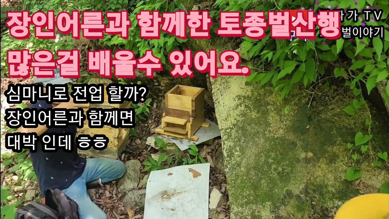토종벌 리얼 다큐멘터리 장인어른과아따가#토종벌 #토종벌계상 #산행 #분노