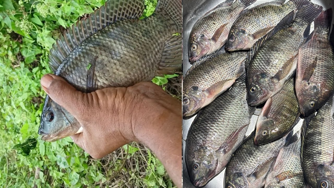 ഇങ്ങനെയൊക്കെ മീൻ കിട്ടുമോ🐟🎣😮#Mkdfishinghunting #fish #fishing #nature #naanfishing #Choda
