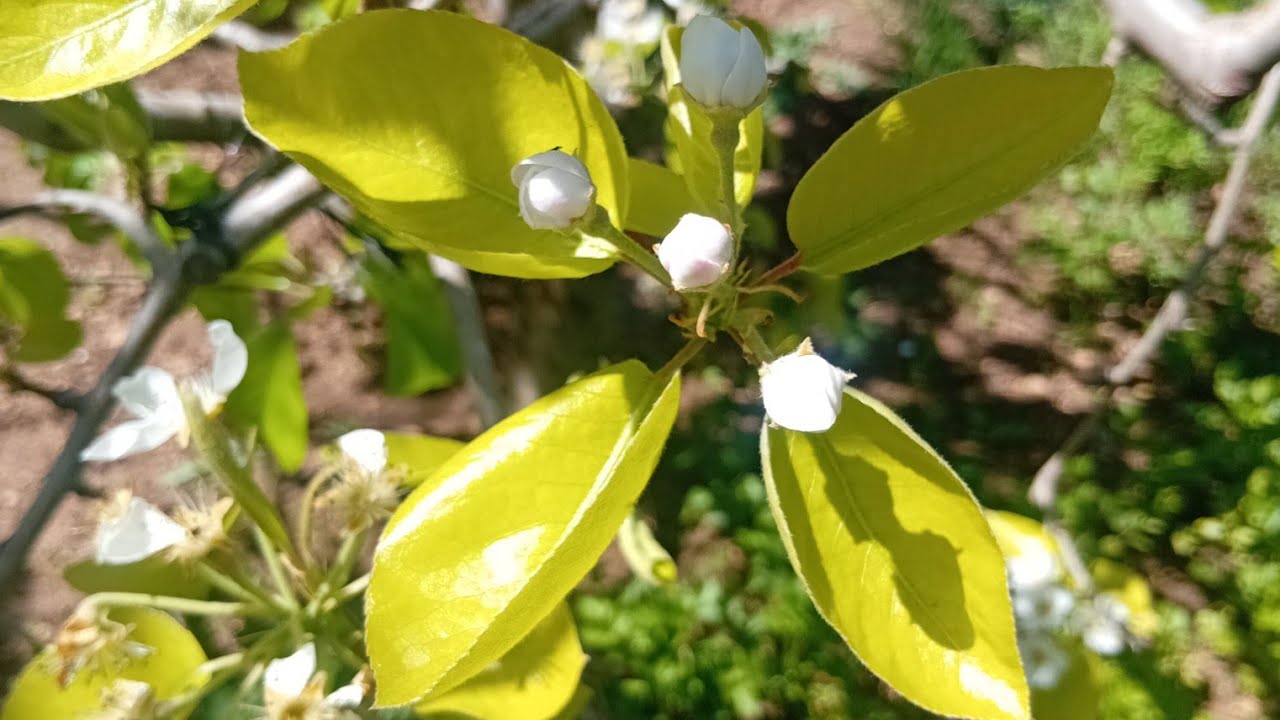بدأت قناة 