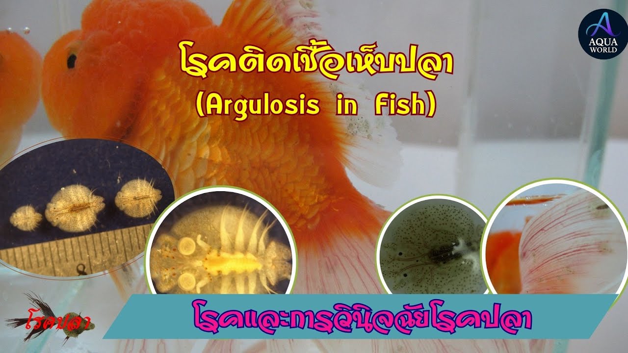 โรคติดเชื้อเห็บปลา (Argulosis) | S_9: FD_Ep2 โรคติดเชื้อปรสิตในปลา#Argullus #Parasites #โรคปลา