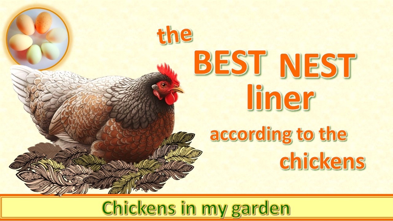 The BEST thing for lining the nest box - according to the chickens