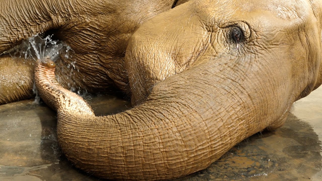 Elephant bath time