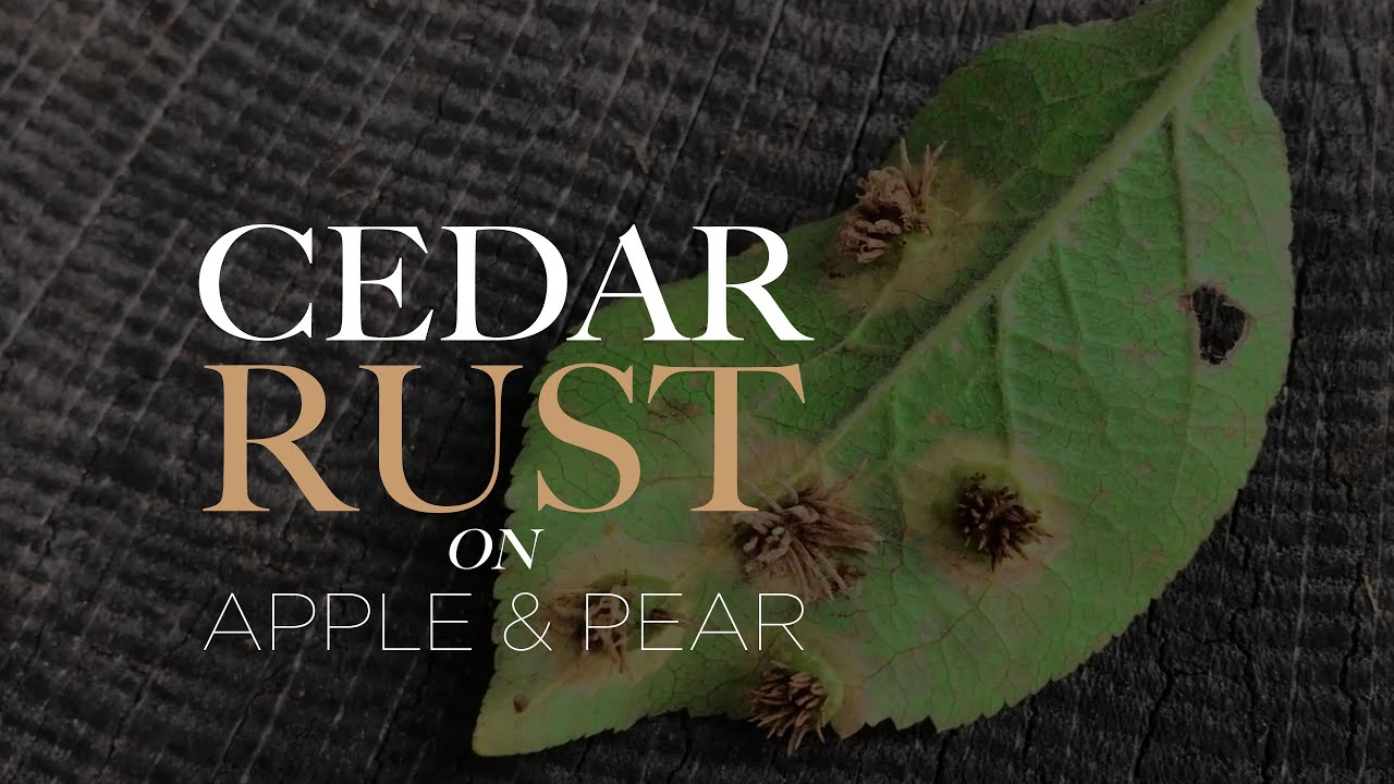 Cedar Rust on Apple & Pear Trees