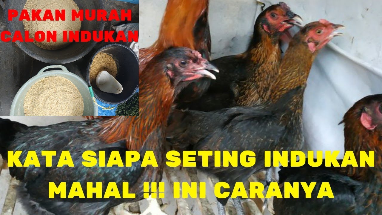 PENTING !! PAKAN INDUKAN DARI USIA 0 SAMPAI PRODUKDI