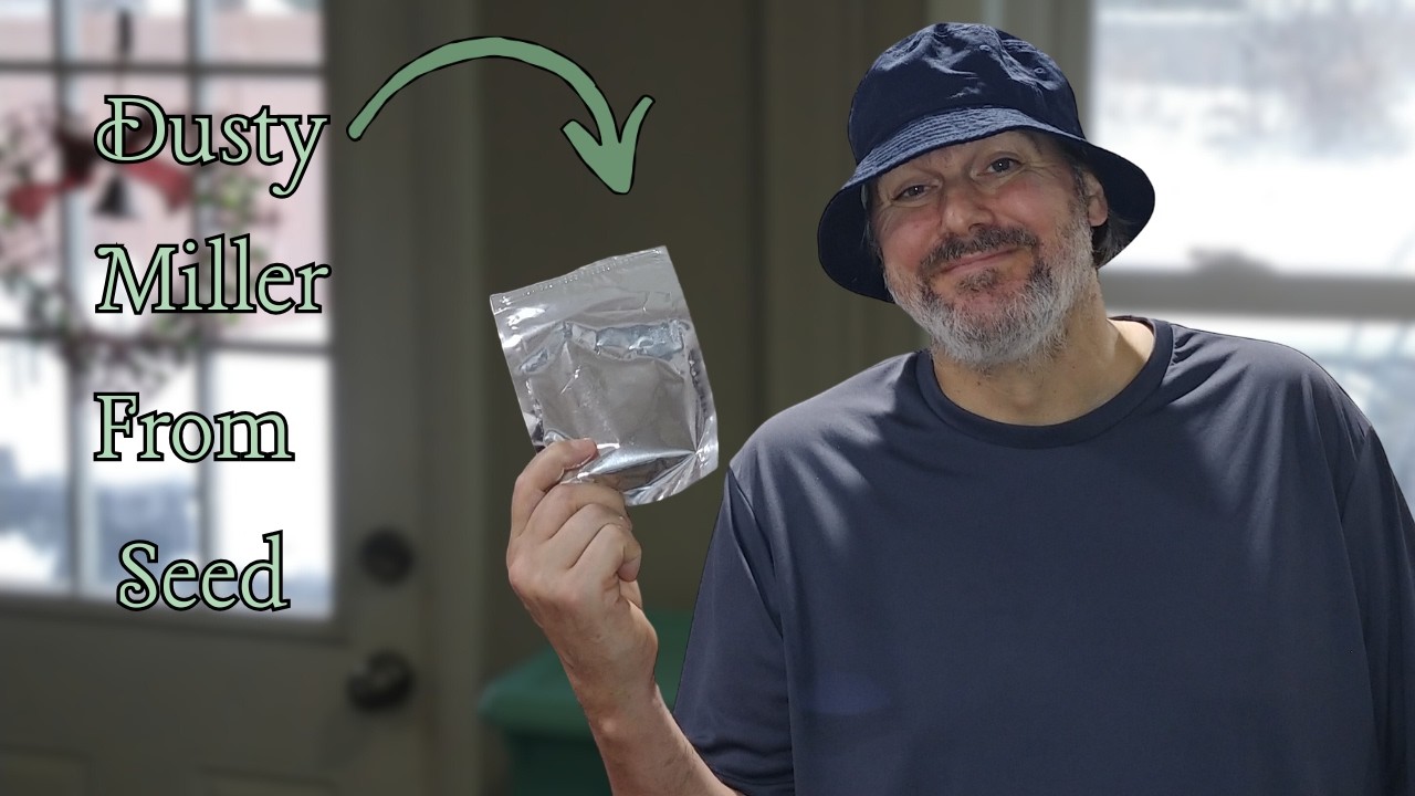 Grower Reveals:  How I Start Dusty Miller From Seed (Most People Get This Wrong)