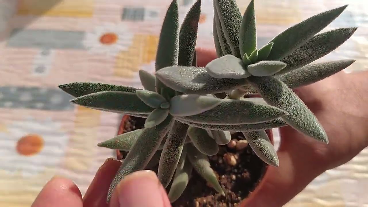 CRASSULA MESEMBRYANTHE MOİDES  /BAKIMI Nasıl Yapılır