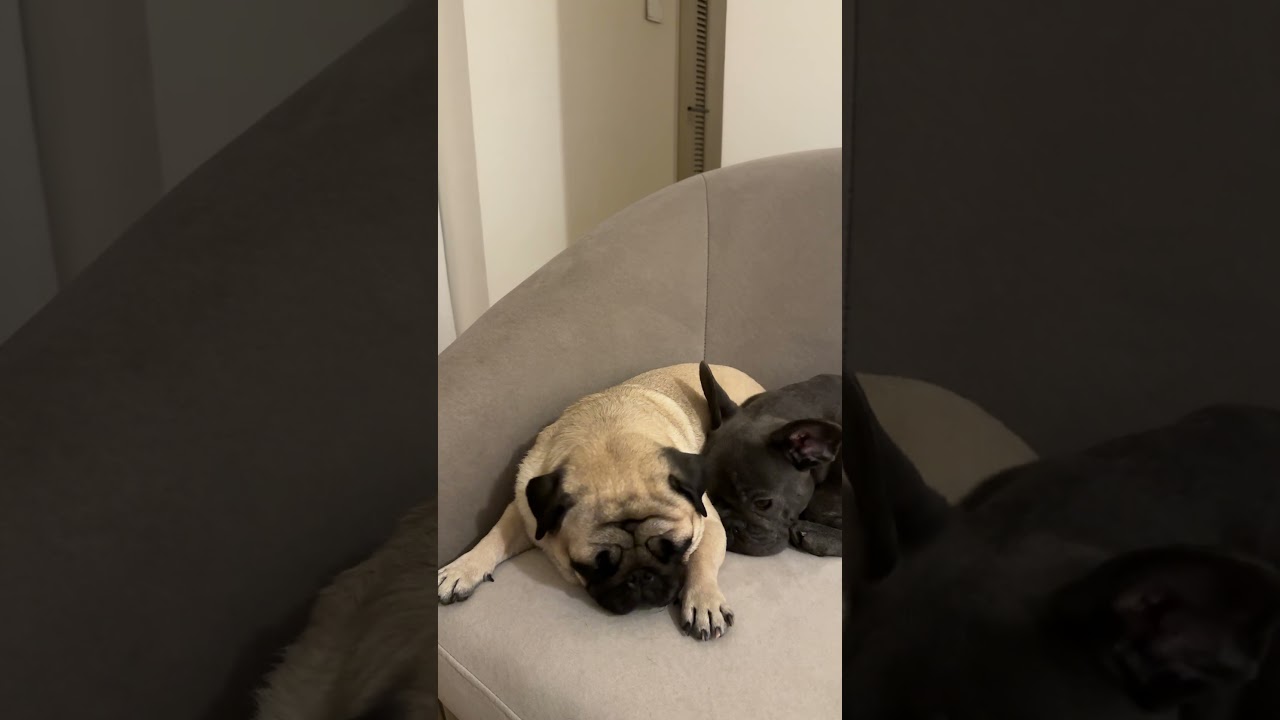 Poogie and Greyson are Best Friends | Poogie the Pug