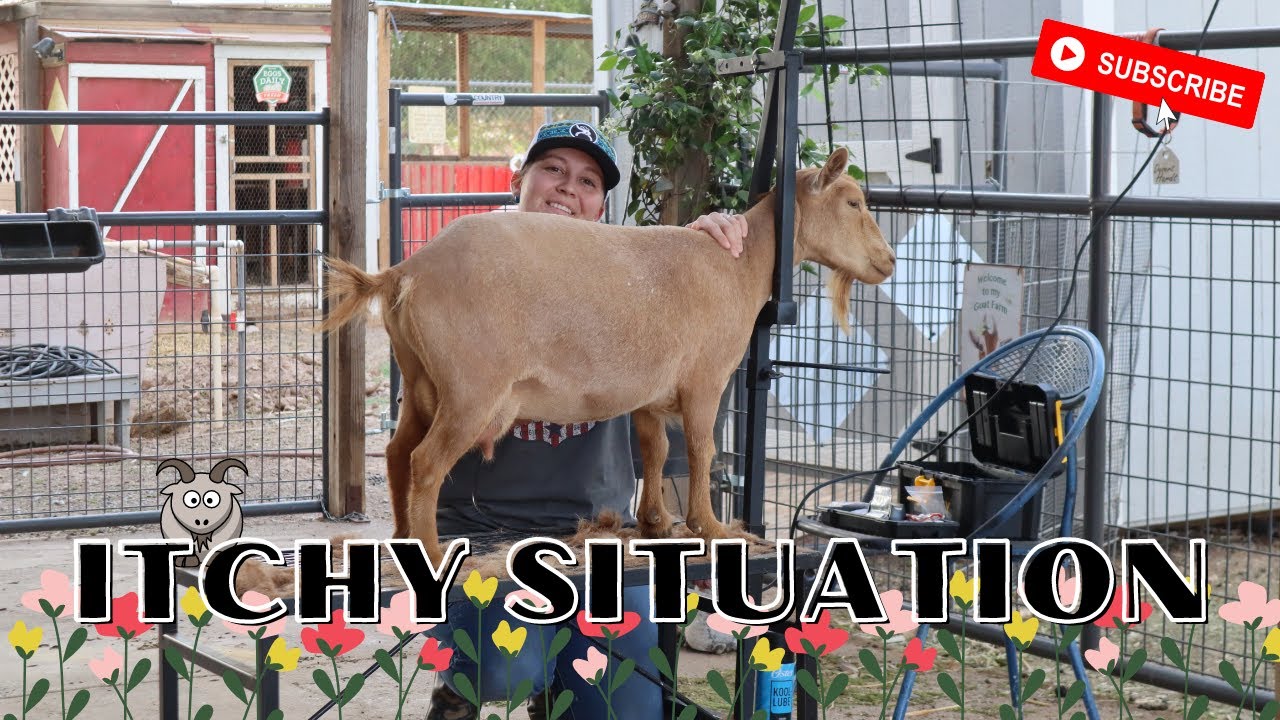 Clipping before a goat SHOW & Goat in a Coat😂🐐