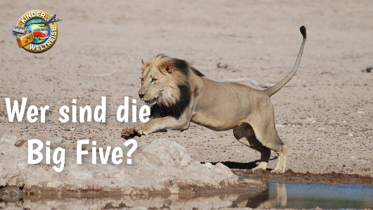 Tiere in Afrika f&uuml;r Kinder erkl&auml;rt: Wer sind die 