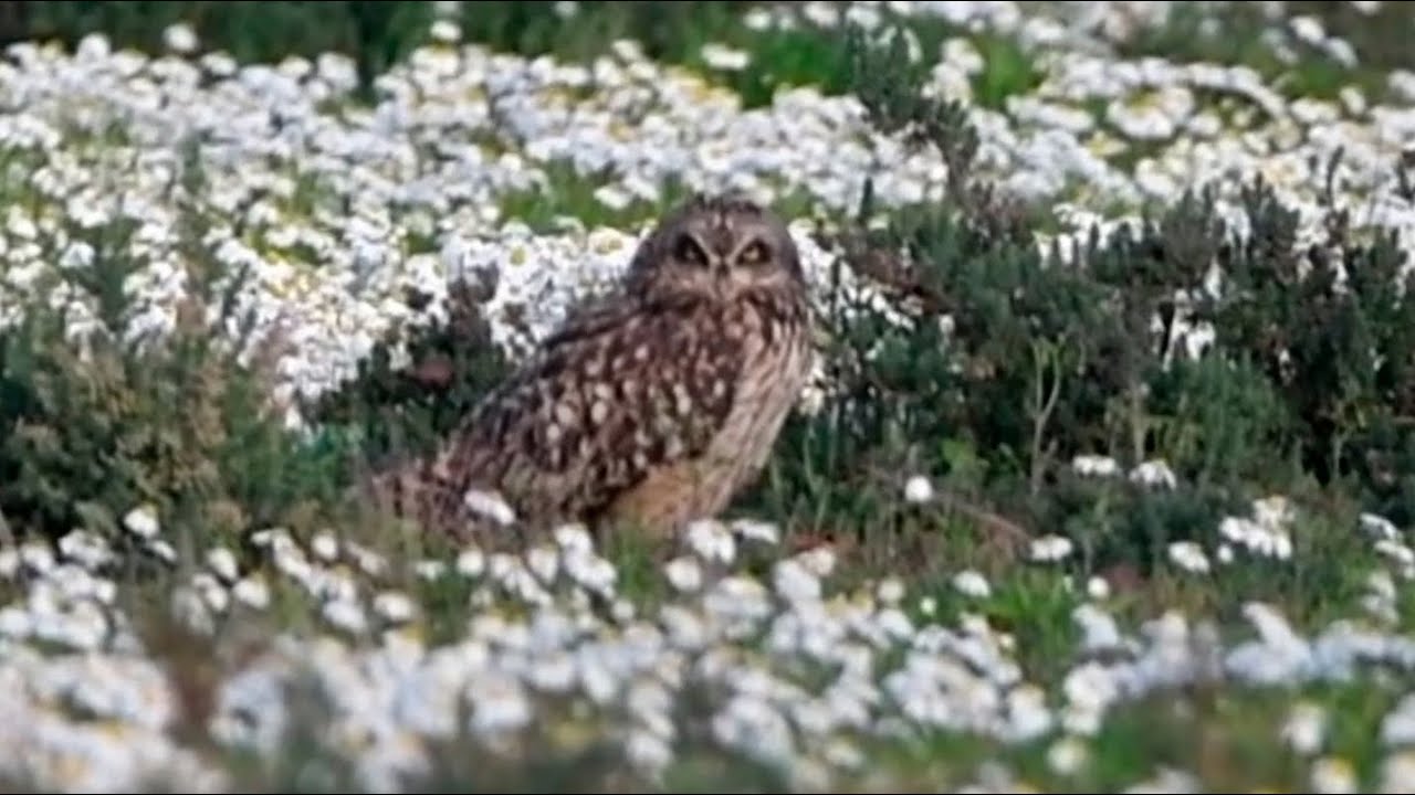 Lechuza campestre (Asio flammeus) - Short-eared Owl