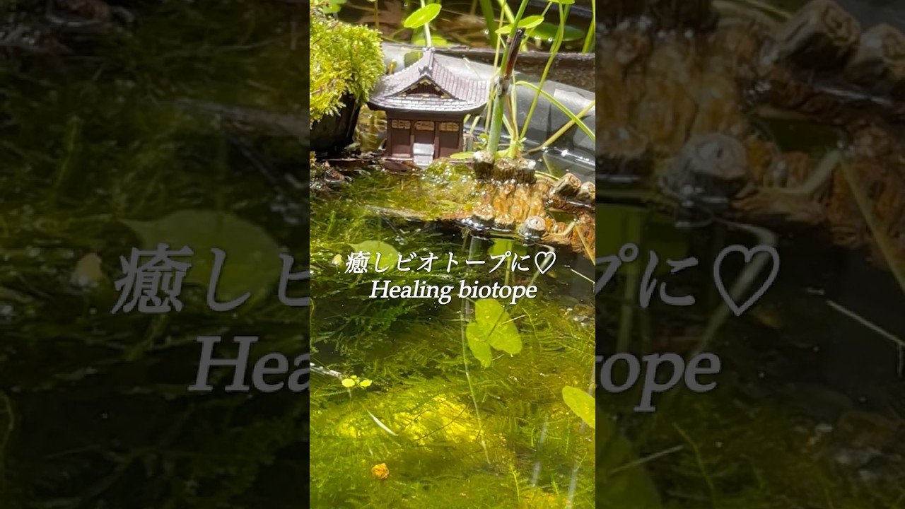 《日本庭園の池風》癒しのビオトープ♡ A relaxing biotope with a pond-like atmosphere in a Japanese garden