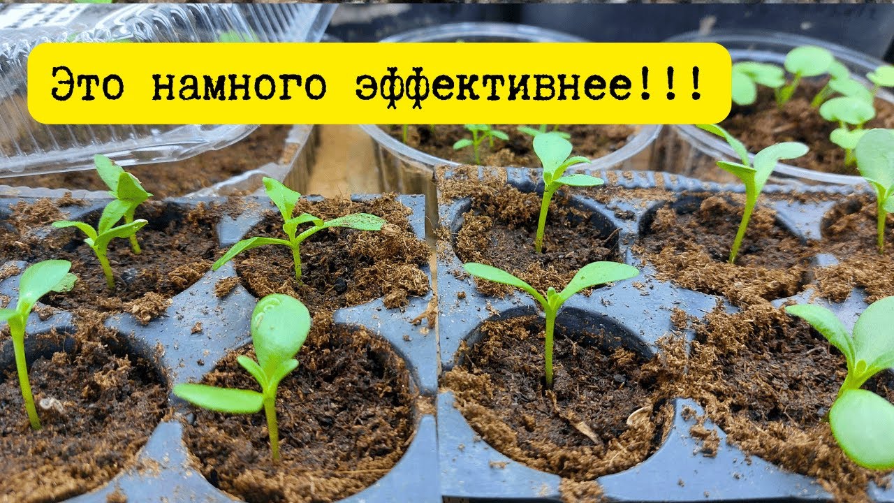 Для чего мы режем кассеты перед посевом семян- корото.