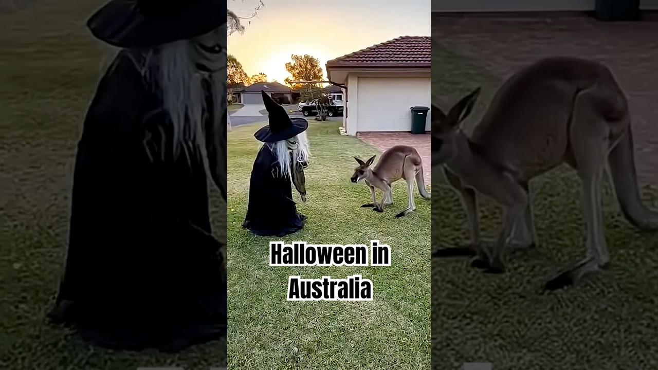 Halloween in Australia &mdash; Kangaroo vs. Witch